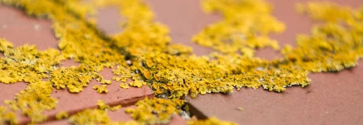 Gelbe Flechte auf roten Ziegeln